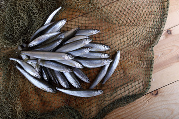 Smelt fishes on net. Pacific smelt fish variety