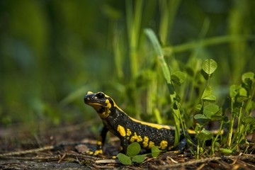 Feuersalamander