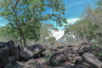 tree in the forest