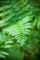 Fern green leaves
