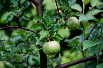 fresh green apples on tree with drops of rain in organic garden close up , selective focus 