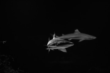 big white shark in the dark nature danger fish aquarium black and white