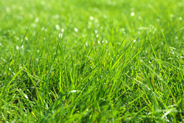 Lush green grass outdoors on sunny day, closeup