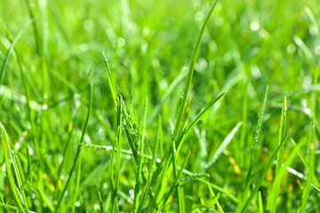Lush green grass outdoors on sunny day, closeup