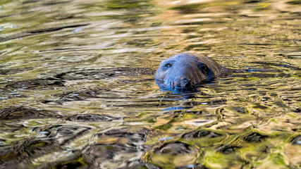 Bull grey seal in the River Brora with his head out of the water looking at the camera
