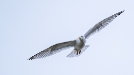Herring gull flying in a pale white overcast sky with his wings fully outstretched while flying towards the camera