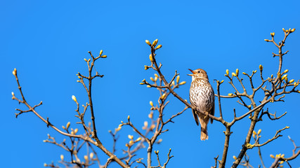 Song thrush singing in a tree top among spring buds in soft sunshine against a cloudless blue sky
