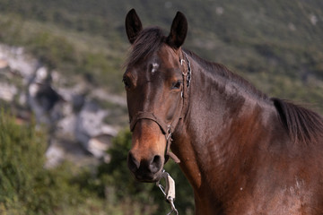 Fototapeta premium Portrait of a brown horse in the countryside