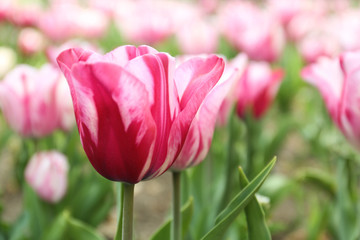 Beautiful blooming tulip outdoors on spring day