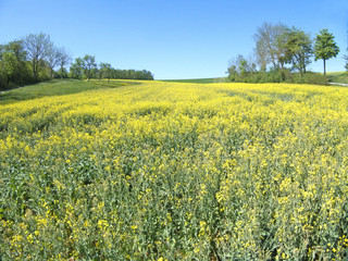 field of rape with flowers with blue sky in Germany in spring