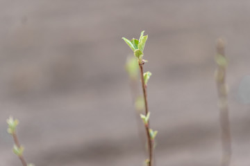 green buds of a willow