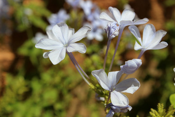 Blue flowers of Plumbago auriculata (common names blue plumbago, Cape plumbago or Cape leadwort)