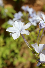 Blue flowers of Plumbago auriculata (common names blue plumbago, Cape plumbago or Cape leadwort)