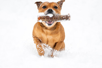 Brown Staffordshire bull terrier are running and fetching stick in snow during wintertime. Playful, happy and animal photography concept.