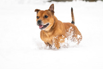 Brown Staffordshire bull terrier are running and fetching stick in snow during wintertime. Playful, happy and animal photography concept.