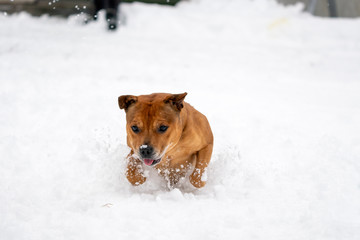 Brown Staffordshire bull terrier are running and fetching stick in snow during wintertime. Playful, happy and animal photography concept.