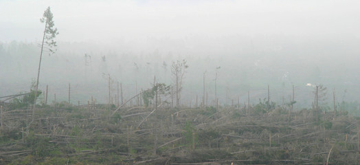 Devastated landscape by an environmental catastrophhe
