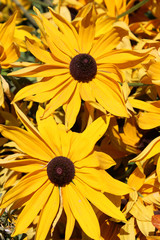 Flores amarillas llamadas Rudbeckia fulgida. Pertenece a la familia de las Asteráceas.	

