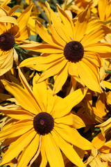 Flores amarillas llamadas Rudbeckia fulgida. Pertenece a la familia de las Asteráceas.