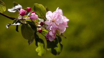 Obraz na płótnie Canvas Apple tree blossom. Garden in the spring. Your dream garden