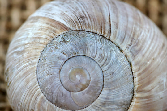 snail shell close up