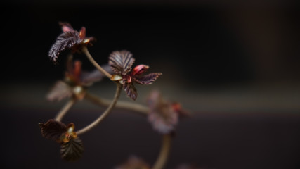 Crooked hazel brunches with a young leafs