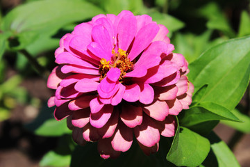 Flor rosa: Zinnia elegans, conocida como juventud y edad, zinnia común o zinnia elegante, 