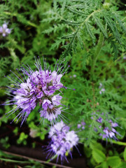 Purple flower with villi on a green background.
