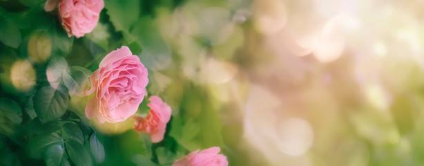 Summer natural green background with pink flowers. Vintage card with peach roses and bokeh, toned image