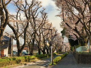 Sakura that shines in the early morning in late March 2020.