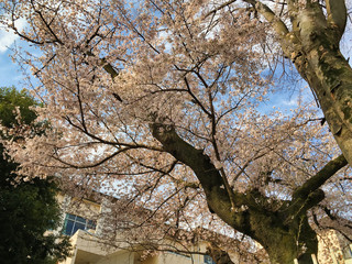 Sakura that shines in the early morning in late March 2020.