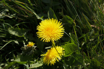 Considered a weed and despised by gardeners, the dandelion - named from the French dent-de-lion - provides an early spring splash of colour to fields and is an important source of food for insects
