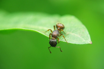 Ants insect concept, one ant holding and cohesion on green leaf by mouth and legs, copy space background, beautiful green nature animal macro, cooperation teamwork of ants insects wildlife on plant.