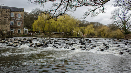 The weir on the River Aire that once drove historic Hirst Mill is now a favourite place for walkers to observe nature with the converted mill in the background