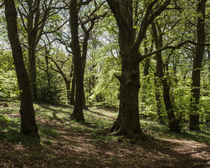 Increasing numbers of people are discovering that woodland like Hirst Wood in Shipley provides a peaceful and safe place to exercise while social distancing during the Covid19 restrictions on movement