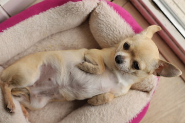 Closeup portrait of small funny beige mini chihuahua dog, puppy