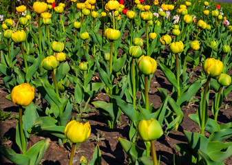 The yellow tulips were just beginning to open. Beautiful round yellow-green buds.
