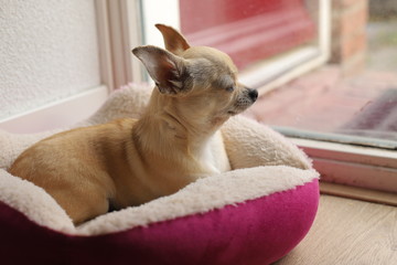 Closeup portrait of small funny beige mini chihuahua dog, puppy