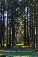 Fototapeta premium Park zone in the city