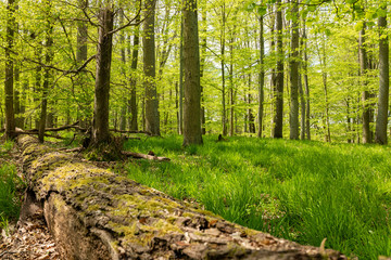 footpath in the woods
