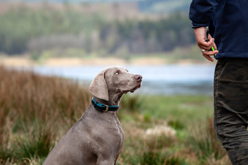 Weimaraner  Welpe Jagdhund in der Ausbildung