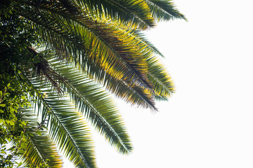 Fototapeta premium Bright leaves of phoenix canariensis
