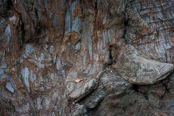 Part of the texture bark sequoia