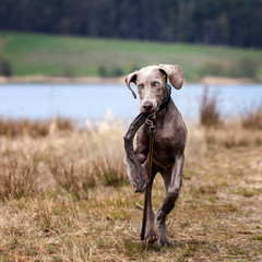 Weimaraner Welpe Jagdhund spielt und tobt in der Natur