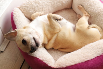 Closeup portrait of small funny beige mini chihuahua dog, puppy