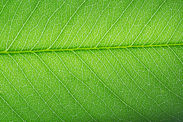 Leaves that see fibers