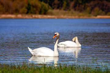 Obraz premium Zwei Schwäne als Paar im Frühling auf einem See