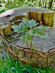 green, natur, blatt, pflanze,wald, 