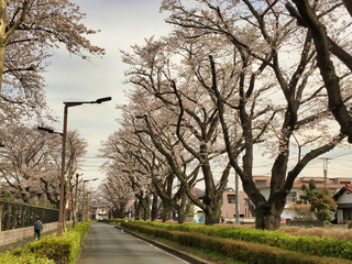 Sakura that shines in the early morning in late March 2020.