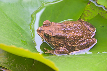 Top view of brown toad on water lily leaf